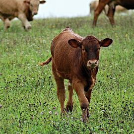 The Animals’ Agenda: An Important Look at Human Relationships with Other Animals